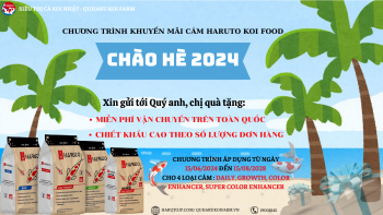 Chương trình khuyến mãi chào hè 2024